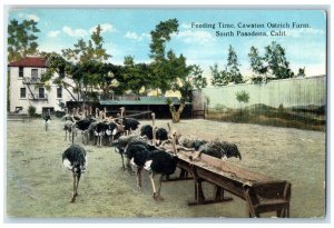 c1910's Feeding Time Cawston Ostrich Farm South Pasadena California CA Postcard