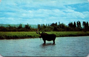 Bull Moose In A Mountain Stream