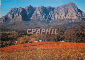 Postcard Modern Bonhoek Cape South Africa Rich autumn vineyard Scene