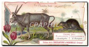 Chromo The World of Mammals Ruminants Order Carnivora Chocolate Mango d & # 3...