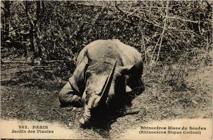 CPA Paris 5e-jardin des Plantes-Rhinocéros Blanc du Soudan (324362)