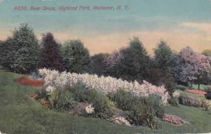 Highland Park Bear Grass - Rochester, New York pm 1914