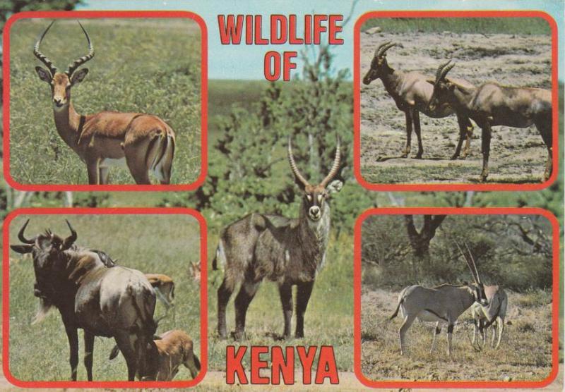 Wildlife of Kenya - Waterbuck Impala Topi Oryx