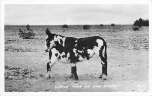 Frashers RPPC Lunch Time on the Desert, Spotted Burro Mother & Nursing Foal