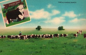 Vintage Postcard 1930's Natural Live Stock Sheep & Hog Country Kansas Ranch KS