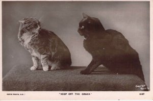 c.'07, Cats Fixing to Fight, Keep off the Grass,  Old Postcard