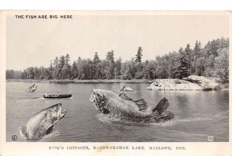 Harlowe Ontario Canada Kings Cottages Fishing Exaggeration Real Photo PC AA66496