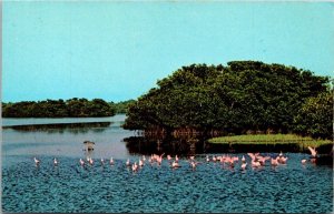 Florida Sanibel & Captiva Islands Darling Wildlife Sanctuary Roseate Spoonbills