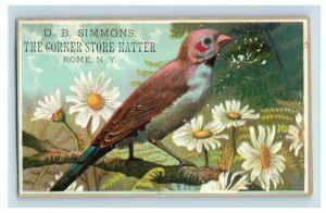 1880's Lovely Bird D.B. Simmons Corner Store Hatter Rome, NY Trade Card F57