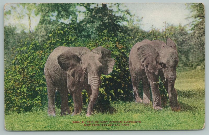 New York Zoological Park~Pair Of East African Elephants w/Trunks Down~c1910 PC