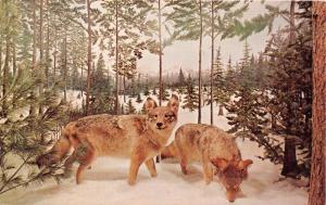 GAYLORD MICHIGAN TIMBER WOLVES~CALL OF THE WILD MUSEUM POSTCARD 1960s