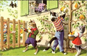 MAINZER Dressed Cats #4928 PICKING PEARS~TREE Anthropomorphic BELGIUM Postcard