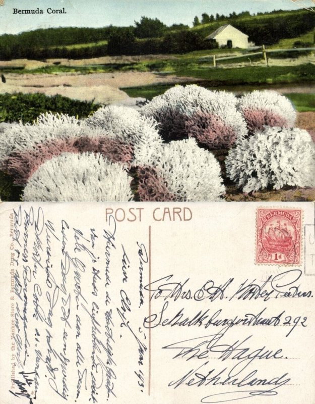 bermuda, Coral (1931) Postcard