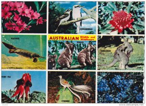 Australian Wildlife & Flowers , 1960-80s