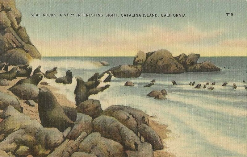 Postcard: Seal Rock Catalina Island, California Seals On Rocks At Beach T19  