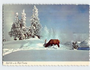 Postcard Bull Elk in the High Country, Colorado