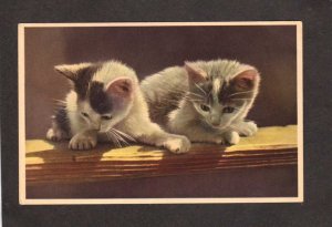 Alfred Mainzer Cat Cats Kittens Postcard Animals