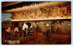 SAN ANTONIO, TX  Hall of Horns Taxidermy LONE STAR BREWING CO. c1950s Postcard