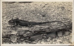 Iguana in Panama Nature Animal etc c1920s-30s AZO Real Photo Postcard