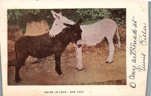 1905 We're In Love Are You? Two Donkeys Black & White Romance, Vintage Postcard