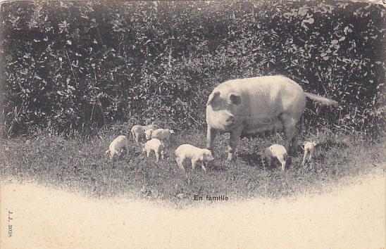 Pigs En Famille