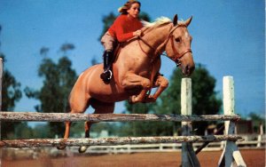 Equestrian - Blueblood Jumper