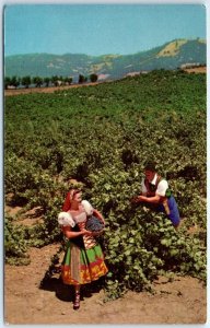 M-64124 Italian Swiss Colony Vineyard Scene At Asti California