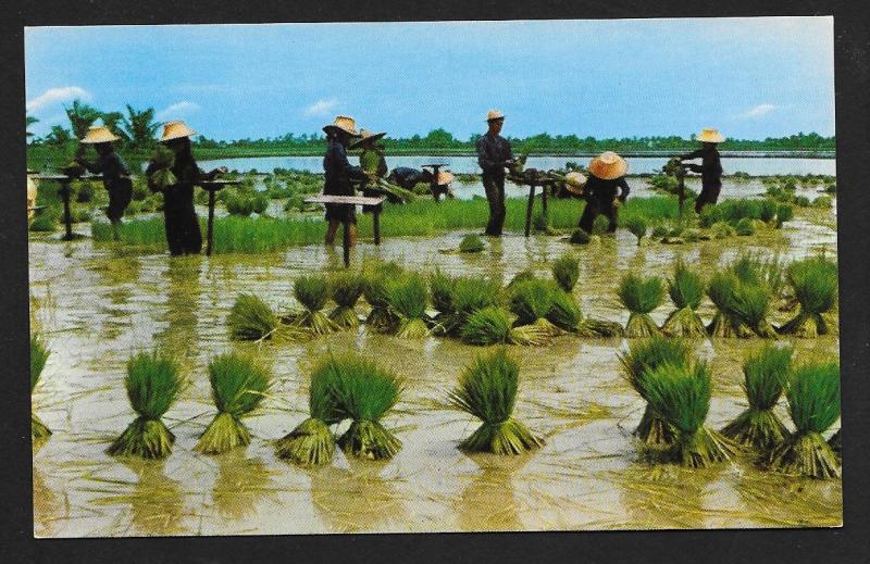 Uproot Rice Seedlings Nakorn-Chaisri Thailand unused c1950's