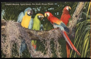 Florida MIAMI Colorful Macaws Parrot Jungle Red Road - LINEN