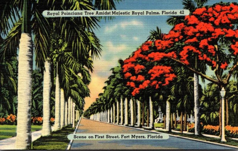 Florida Fort Myers Royal Poinciana Trees and Royal Palms Along First Street