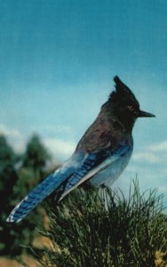 Vintage Postcard Steller Jay Blue Jay Blue Feathers Bird Yosemite Valley Calif.