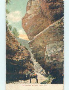Divided-back NATURE SCENE Williams Canyon - Manitou Springs Colorado CO AD8282