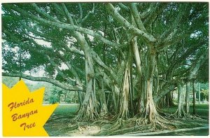 Banyan Tree, Florida, Vintage Chrome Postcard