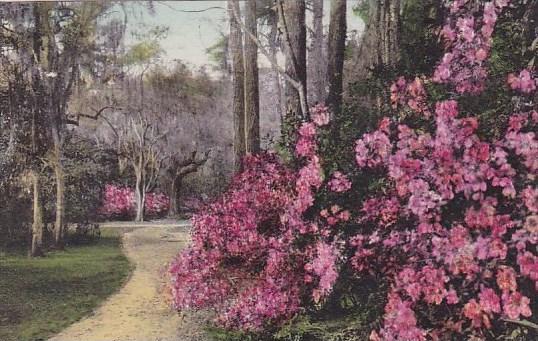 Magnolia Gardens California Handcolored Albertype 1931