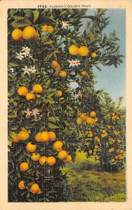Florida's Golden Fruit Lake Helen FL Postcard