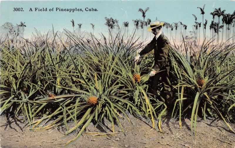 CUBA MAN IN STRAW HAT IN A FIELD OF PINEAPPLES  HARRIS BROTHERS HAVANA POSTCARD 