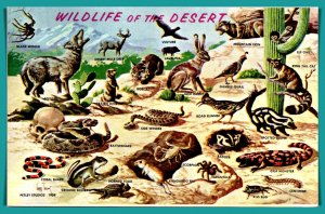 Wildlife Of The Desert - [MX-907]