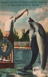 Vintage Postcard 1950 Theater of the Sea Feeding the Dolphins Miami Florida FL