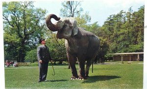 Indian Elephant in Training with her Keeper Vintage UK Postcard c1970