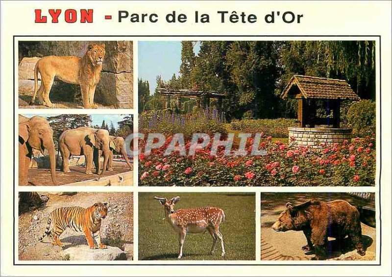 Postcard Modern Lyon Place of the Elephant Head Golden Lion Tiger Bear