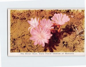 Postcard The Bitter Root State Floral Emblem of Montana USA