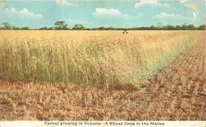 Australia Victoria Farm Agriculture C-1910 Cereal Mallee Postcard 21-14075