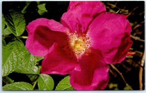 Postcard - The Wild Rose, abundant in Northwestern Ontario - Canada