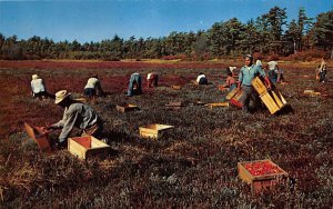 Cranberry Picking Time Cape Cod, Massachusetts, USA Unused 