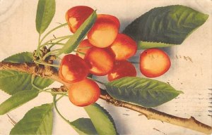 A cluster of cherries Fruit 1907 