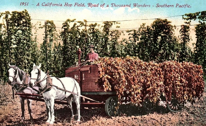 c1915 CALIFORNIA HOP FIELD ROAD OF A THOUSAND WONDERS HORSES FARM POSTCARD P615