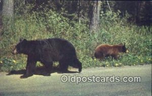 Pocono Mts, Penn, PA USA Bear Unused 