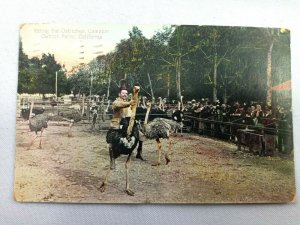 Vintage Postcard 1911 Riding the Ostriches Cawston Ostrich Farm CA California