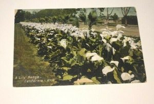 VINTAGE  POSTCARD UNUSED A LILY HEDGE CAL PENNY PC