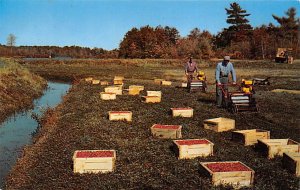 Ocean Spray Cranberries, Inc Hanson, Massachusetts, USA Unused 